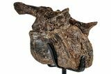 Rare, Dinosaur (Stegosaurus) Cervical Vertebra - Wyoming #354021-2